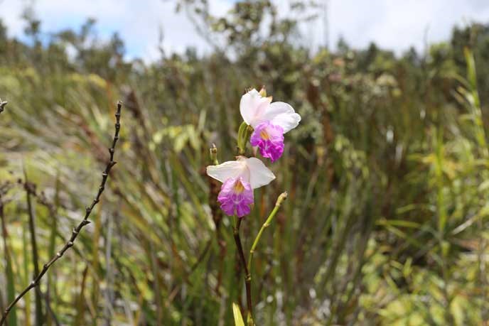 Wild orchids