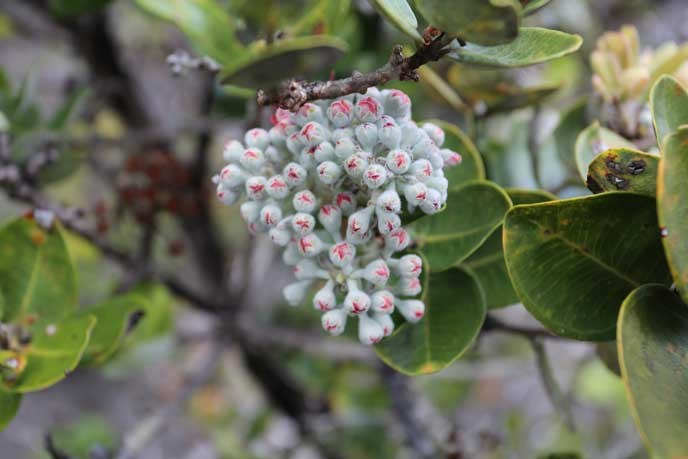 Budding ‘Ōhi‘as