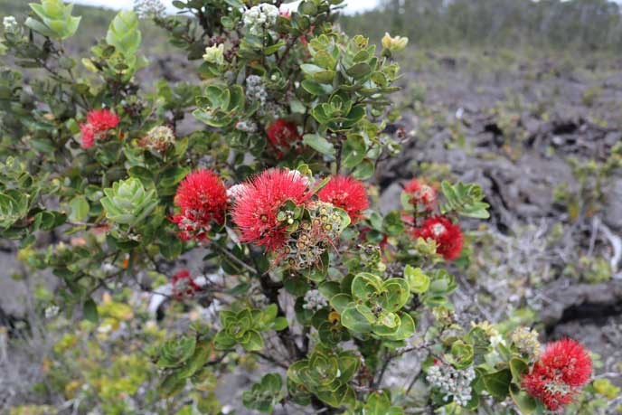 ‘Ōhi‘a Lehua