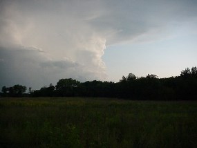 Homestead National Monument of America tree line.