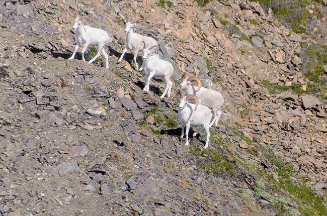 A group of five sheep, two rams and three ewes.