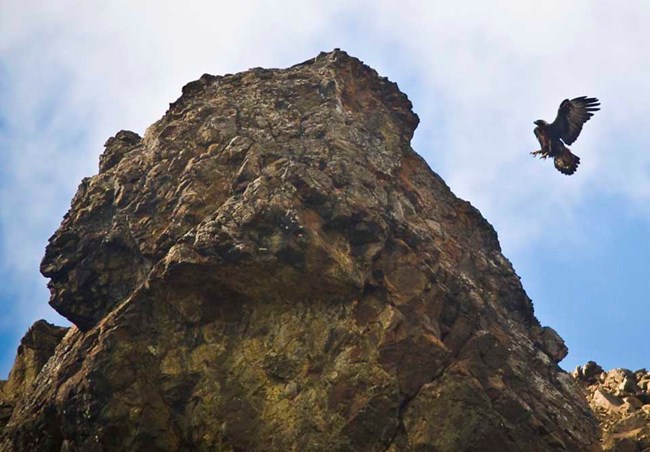 Denali Golden Eagle A Golden Eagle comes in to land on a rocky cliff.