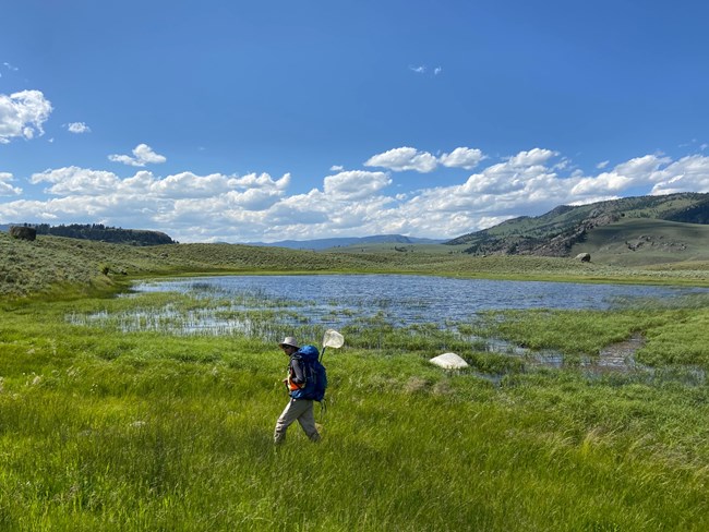 Man walks past a pond with backpack and net on his back.