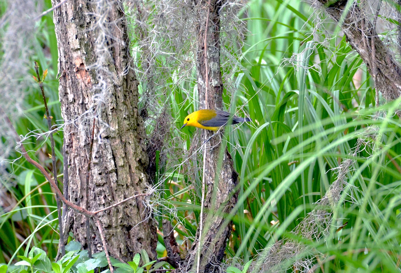 Prothonotary warbler on the edge of the swamp prothonotary warbler on a buttonbush trunk on the edge of the swamp