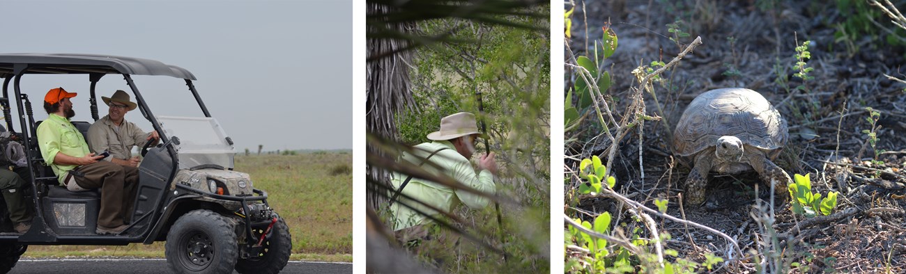 Process for Texas tortoise monitoring Left: field crew travelling to sampling site; Center: crew member searching for tortoises; Right: Texas tortoise