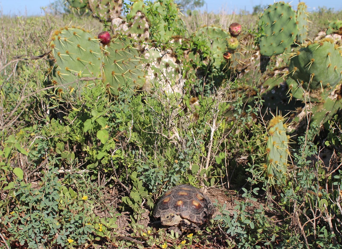 Texas tortoise and prickly pear Texas tortoise in its habitat, which includes prickly pear, creeping mesquite, purslane and maytenus