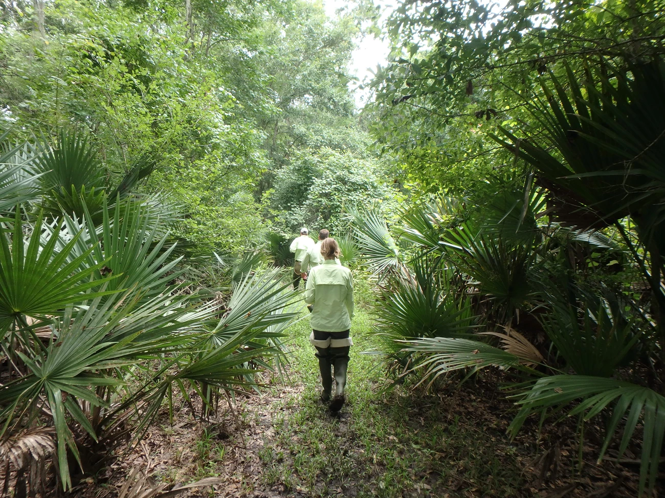 Field crew returns from amphibian monitoring site at Jean Lafitte National Park. Field crew returning from amphibian monitoring site at Jean Lafitte National Park.