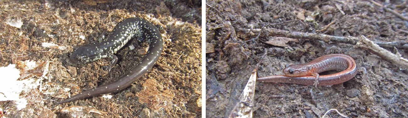 Two salamanders from the Natchez Trace, slimy salamander and webster's salamander two images, each of a different salamander found on the ground under a coverboard
