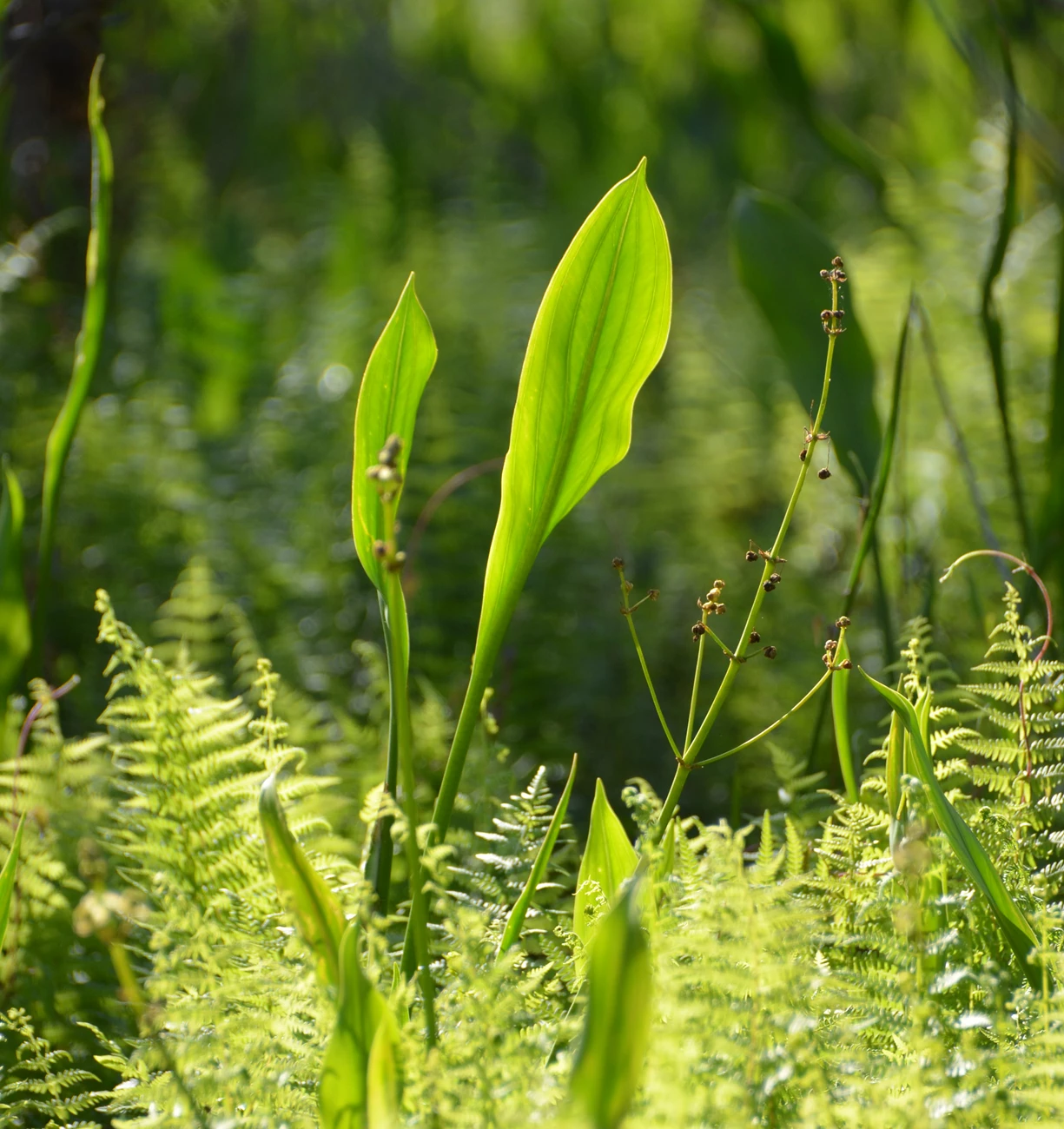 bulltongue and fern Bulltongue (Sagittaria lancifolia) and fern in marsh