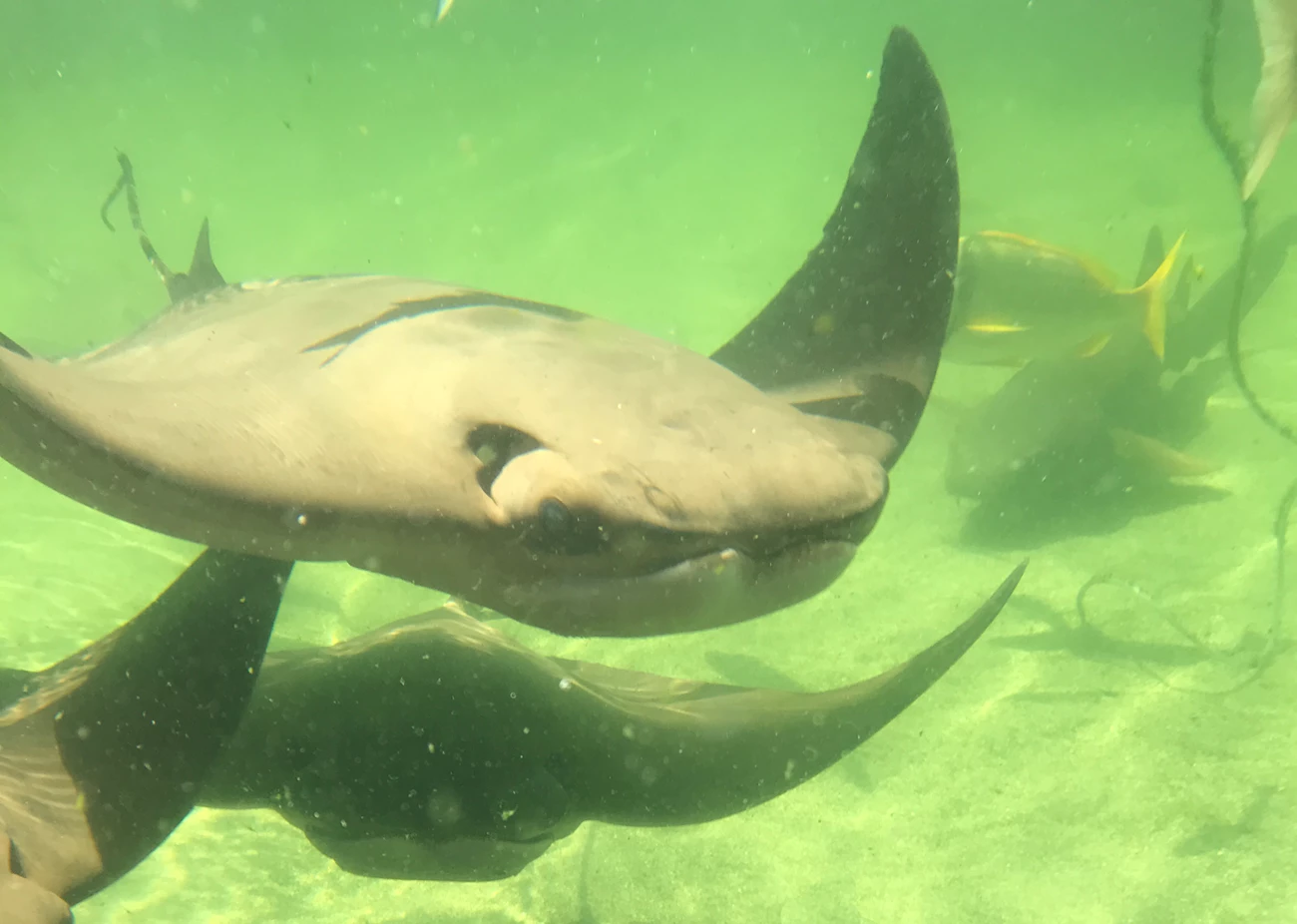 Cownose stingray cownose stingray swimming under water