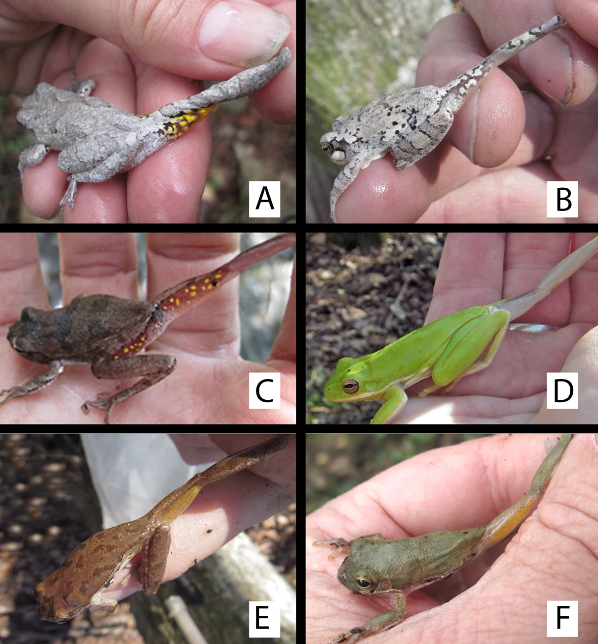 Rear legs of Hyla species in the Gulf Coast region six photos of treefrog species showing the underside of the rear leg, used in identification