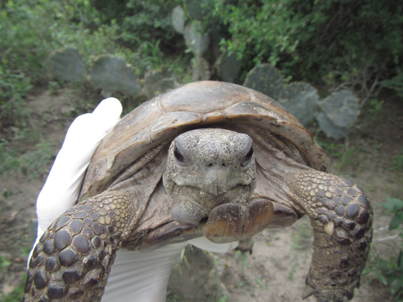 Large male Texas tortoise a large texas tortoise being held by a gloved hand