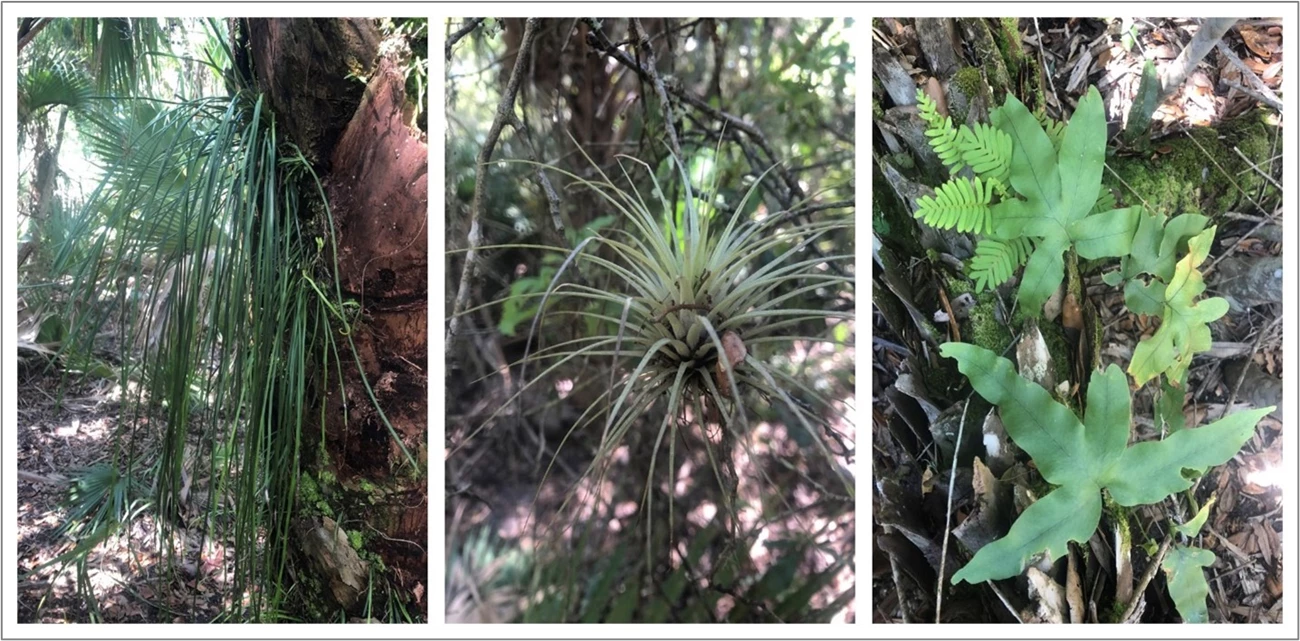 Figure 7 Figure 7. Three plants side by side including shoestring fern, giant airplant and golden polypody.