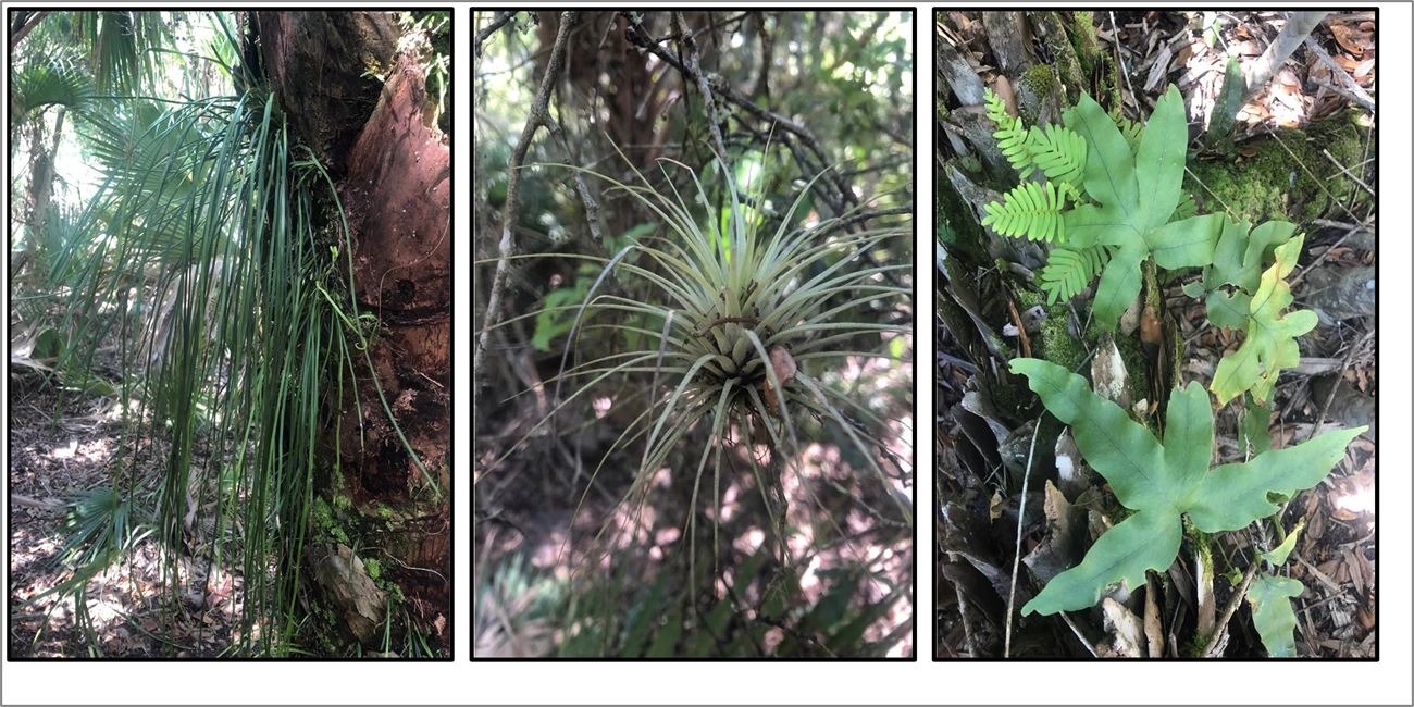 Figure 8d Figure 8. Three plants side by side including shoestring fern, giant airplant and golden polypody.