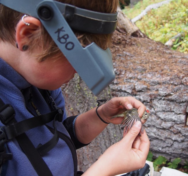 Field technician measuring bird Field technician holding bird and looking at it with magnifier