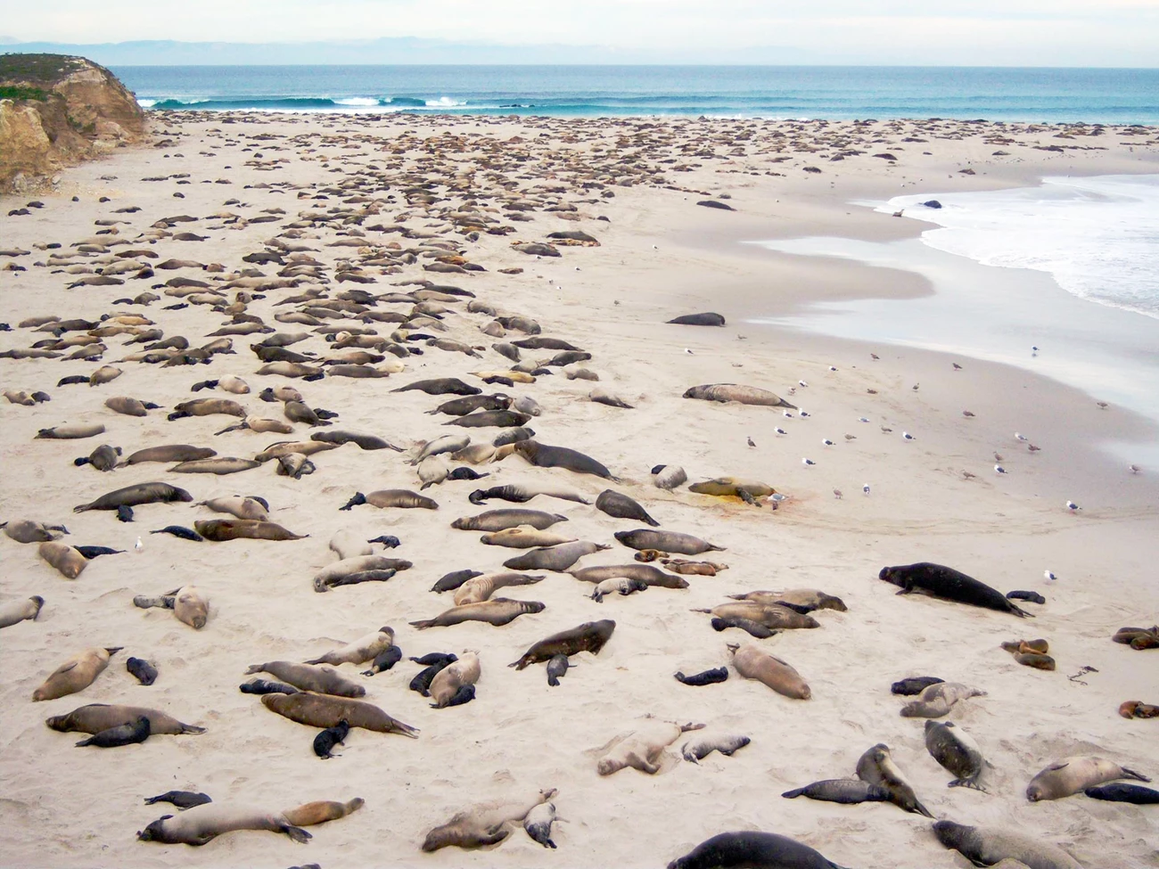 Elephant seals on San Miguel Island Overview of a beach covered in elephant seals, including many elephant seal pups