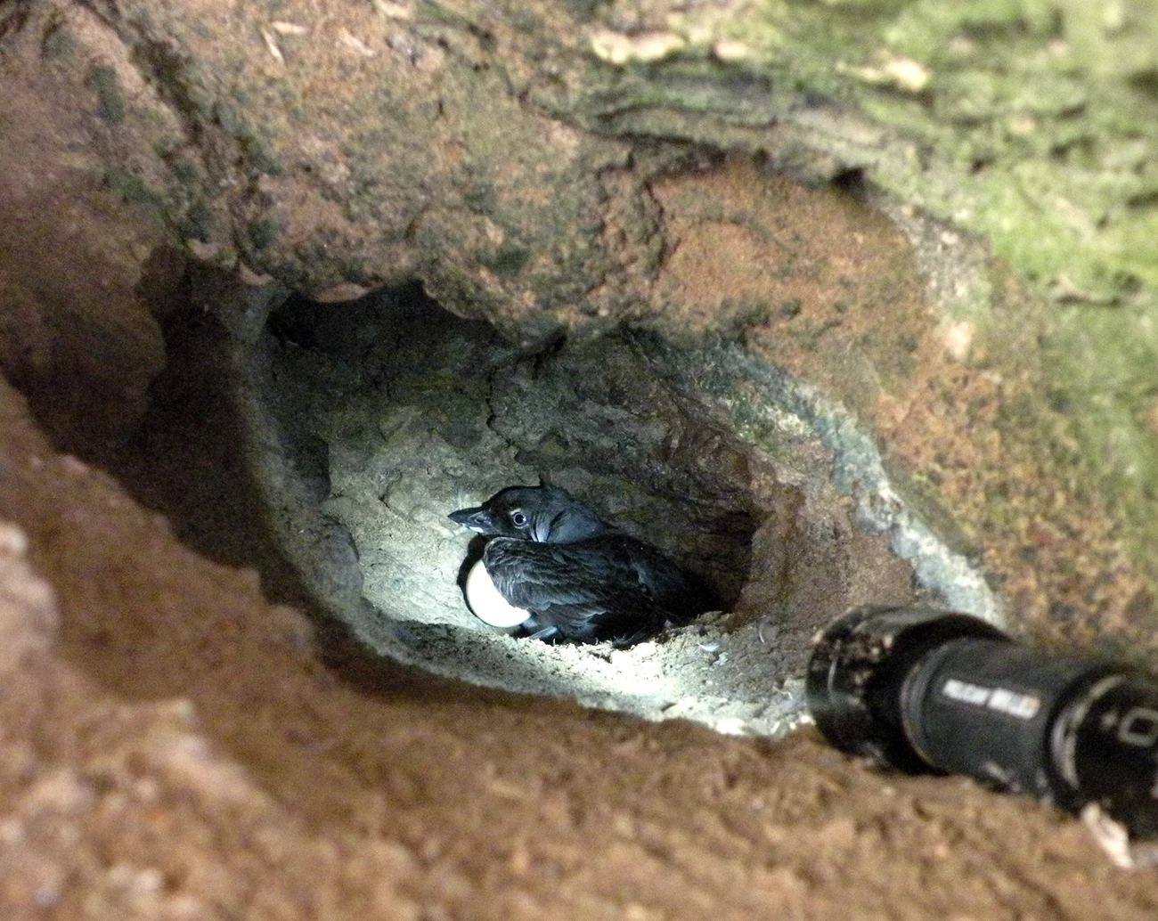 Cassin's auklet nest A flashlight illuminates a Cassin's auklet with an egg in the back of a long, narrow burrow