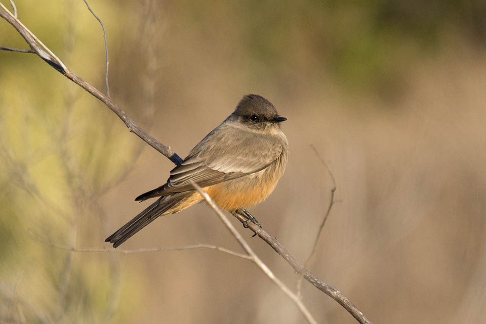 Say's phoebe Small brownish flycatcher with a rusty belly, a long, dark tail, and dark head feathers slightly raised, perched on a low branch