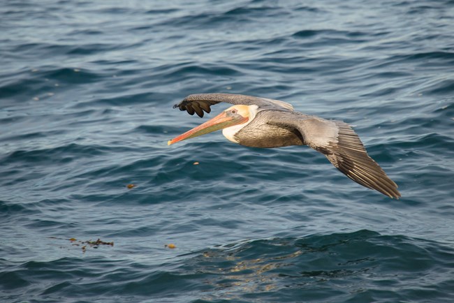 Brown pelican flying low Brown pelican gliding just a couple of feet above the ocean