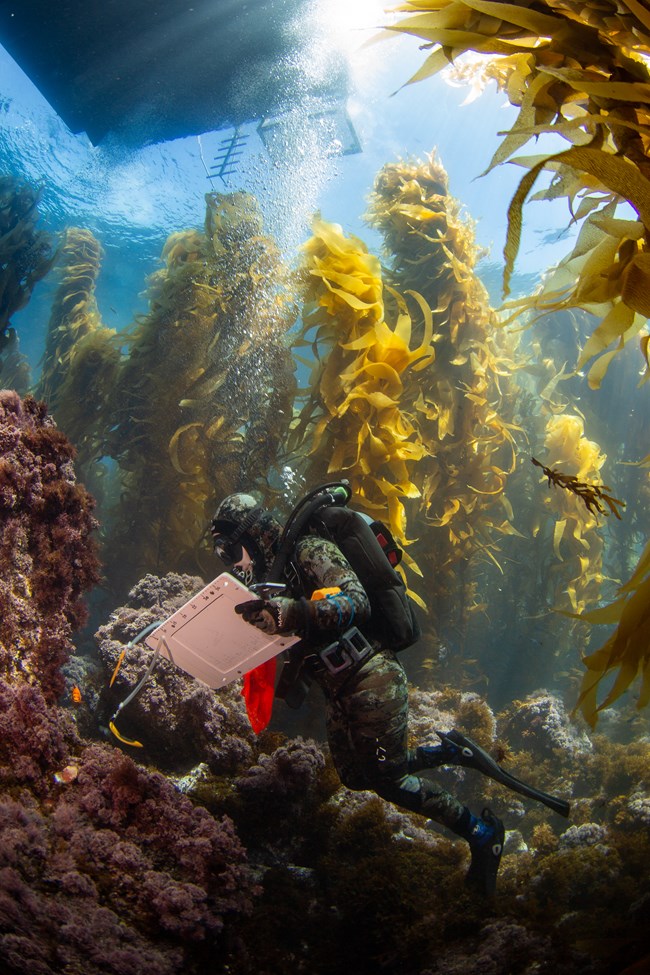 Kelp forest monitoring: natural habitat size frequency protocol Diver in front of towering blades of kelp, looking towards an outcrop of the ocean floor teeming with life. They hold calipers and a large board covered in written tallies and hand-drawn ruler markings along two sides.