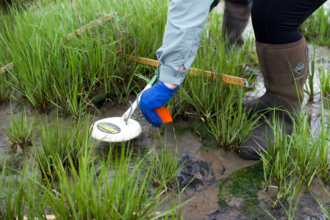 An intern holding a metal detector places a red flag in soil