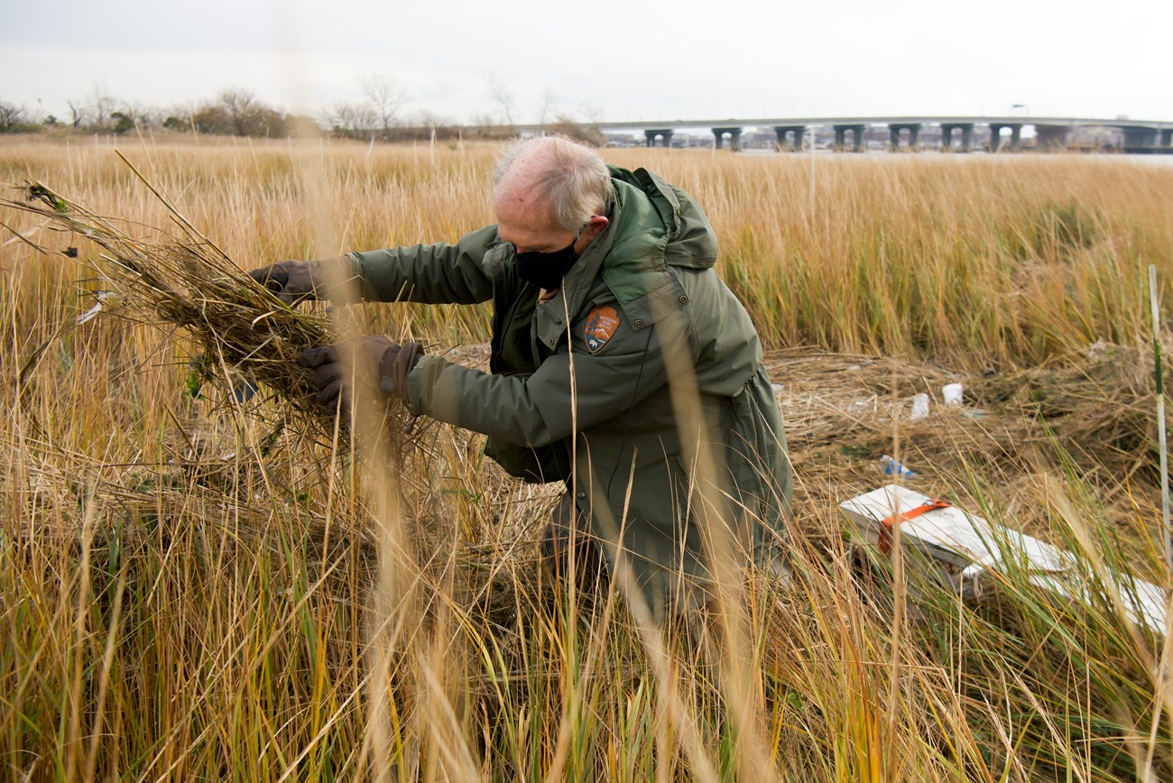 A park scientist tosses a bundle of loose dried leaves to the side