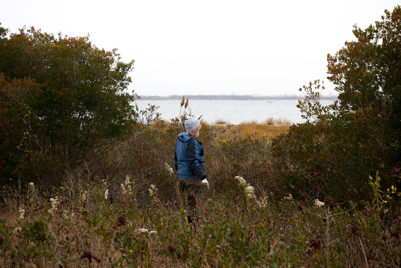 A biologist stands surrounded by tall, amber, and branched vegetation