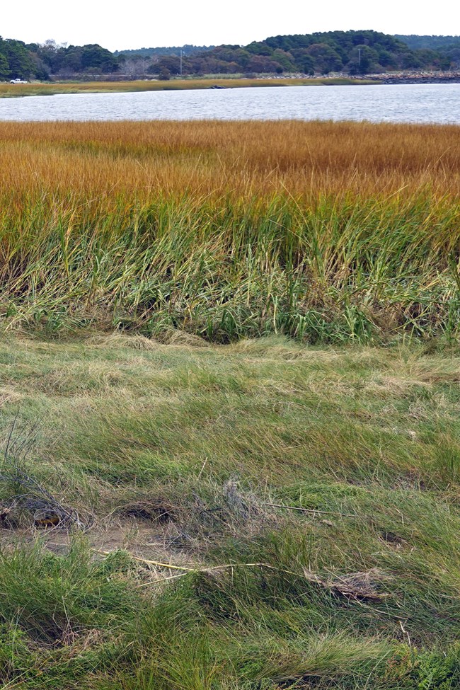 CACO Marsh A green and amber vegetated salt marsh lies in front of a lake and distant hills