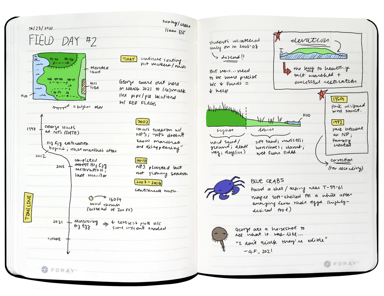 Big Egg Field Notes (2) Notes from day two fieldwork at Big Egg Marsh