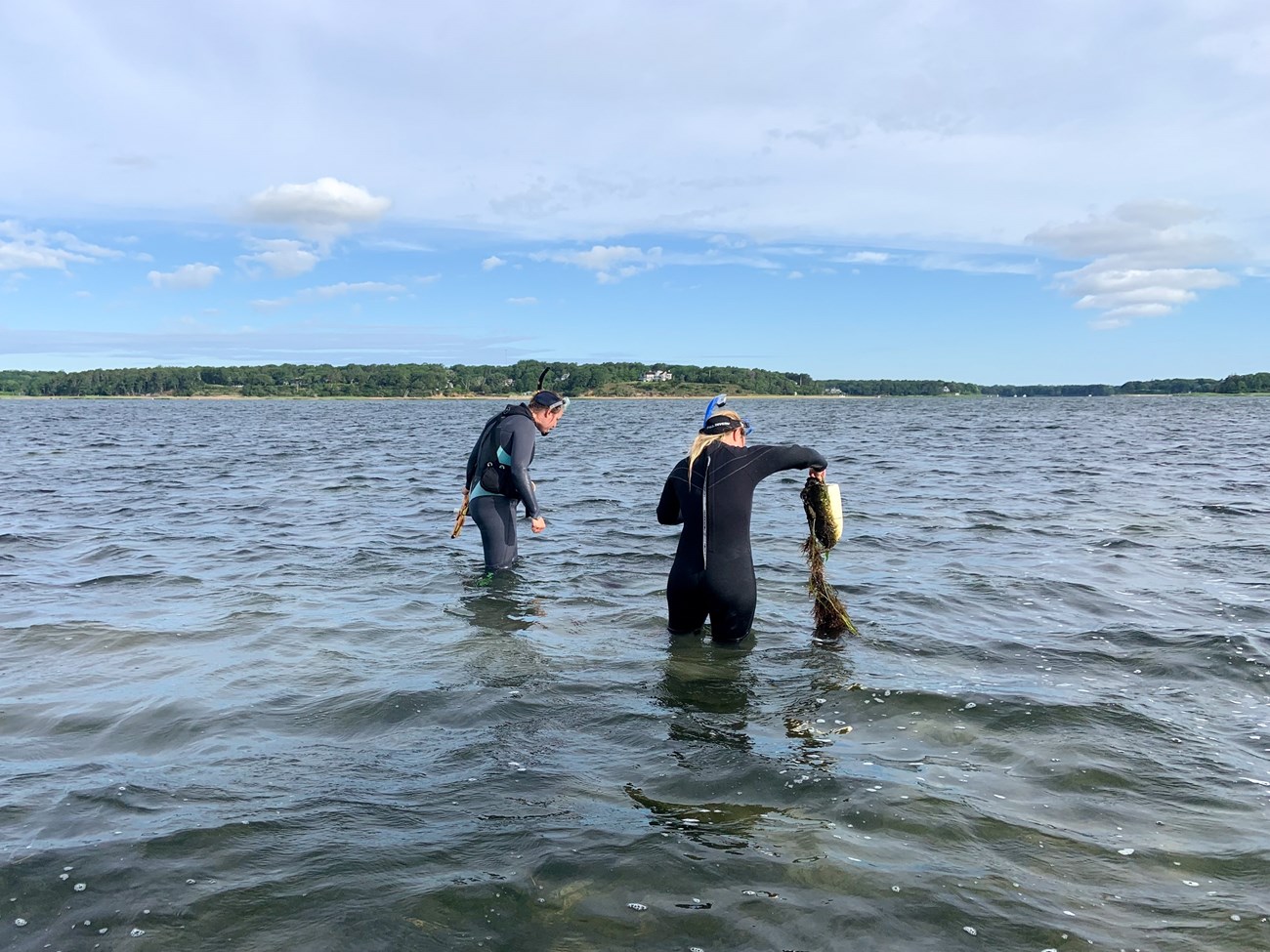 Two field crew members stand in wetsuits and snorkels knee-deep in a river. One holds up a buoy with sea grass attached to the bottom.