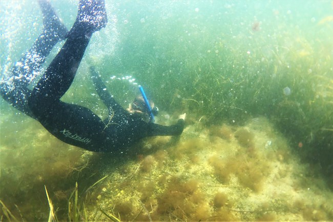Diver at CACO A researcher wearing snorkeling goggles is underwater among seagrass