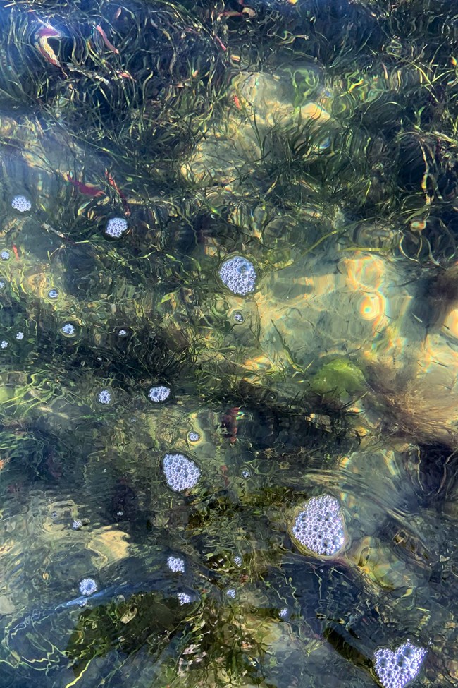 Seagrass at CACO Bunches of seagrass beneath water