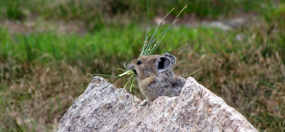 The American pika is vulnerable to climate change as rising temperatures threaten its alpine habitat. American pika on a rock with grass stems in its mouth against a grassy background.