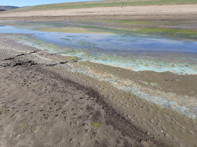 An algal bloom along Blue Mesa Reservoir’s shoreline highlights changes in water conditions and habitat use. Shallow water with blue-green algae along muddy shoreline and animal tracks.