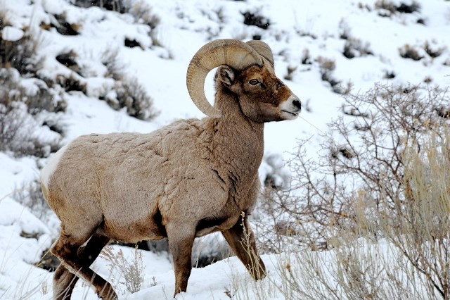 Bighorn Ram NPS Bighorn ram walking through snowy sagebrush slope.