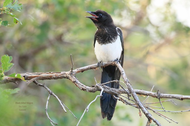 Black-billed Magpie NPS Black-billed magpie perched on a branch in leafy woodland.
