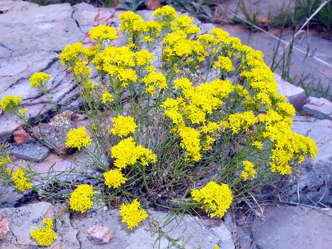 Broom snakeweed (Gutierrezia sarothrae) is a hardy, yellow-flowered shrub found in semi-arid habitats across the Great Basin, including at Golden Spike National Historical Park. Broom snakeweed with bright yellow flowers growing between flat rocks