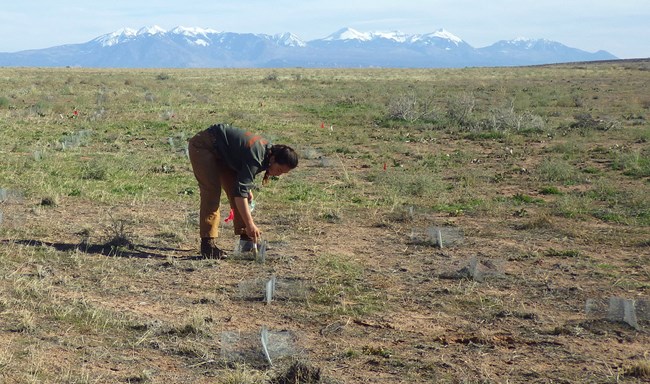 A woman tends to short green plants growing behind short screens in red soil