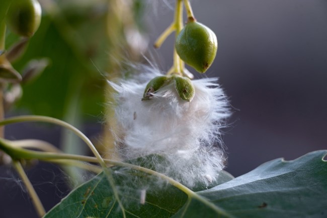 Cottonwood Seeds NPS Neal Herbert Close-up of cottonwood seeds with fluffy fibers emerging from pods on a leafy branch.