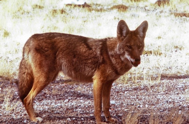 Coyotes are adaptable predators commonly seen across Capitol Reef’s diverse desert landscapes. Coyote standing on gravel and grass at Capitol Reef National Park.