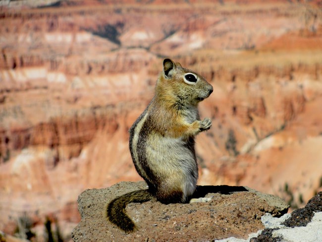 Quick-footed and always entertaining, ground squirrels are some of the monument’s most visible wildlife. Golden-mantled ground squirrel perched on rock with Cedar Breaks cliffs in background