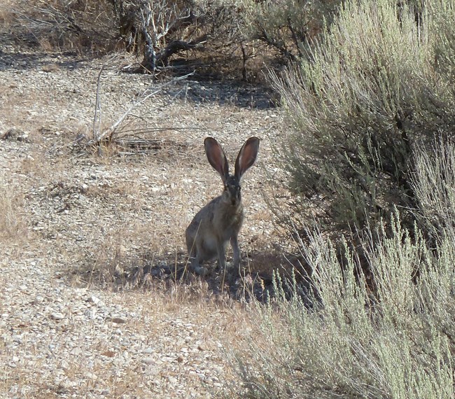Jackrabbits are common in the semi-arid sagebrush habitat surrounding the visitor center at Golden Spike. Jackrabbit in dry brush near Golden Spike Visitor Center