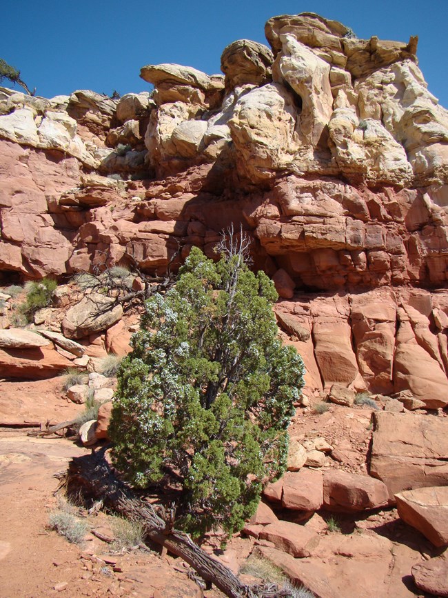 Junipers like this one on Cassidy Arch Trail anchor vegetation in Capitol Reef’s rugged slickrock terrain. Juniper with blue berries beneath red and white cliffs on Cassidy Arch Trail.