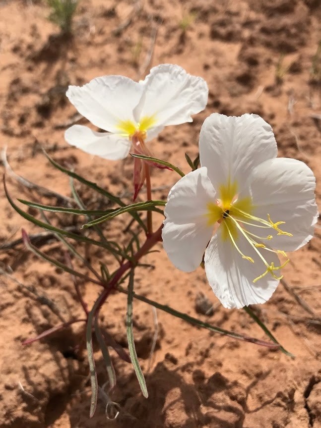 Pale evening primrose thrives in Capitol Reef’s sandy terrain, adding color to desert grassland habitats. Pale evening primrose with white petals and red stems growing in desert soil.