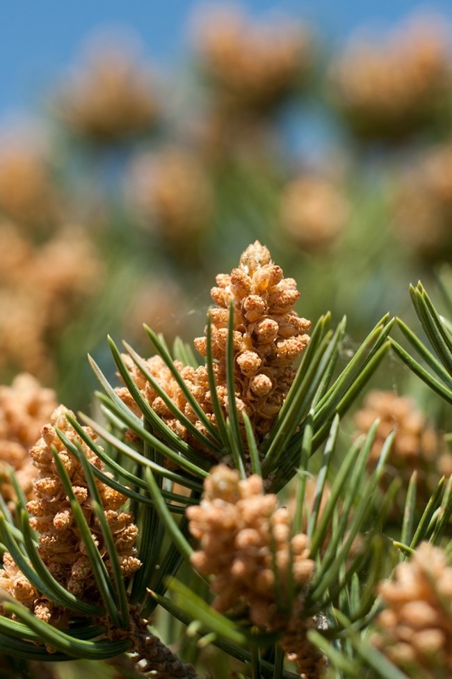 Pinyon Pine Cones NPS Neal Herbert Close-up of pinyon pine cones clustered on a branch in Canyonlands National Park.