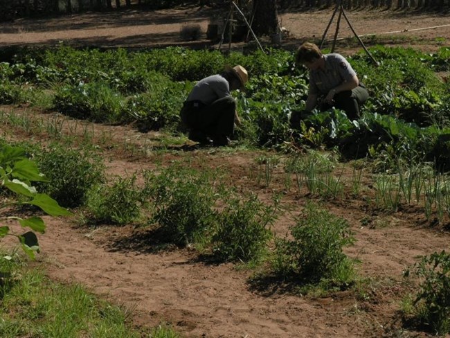 Caring for a historic garden connects past practices with present stewardship. Two park rangers weeding rows of vegetables in a sunny garden.