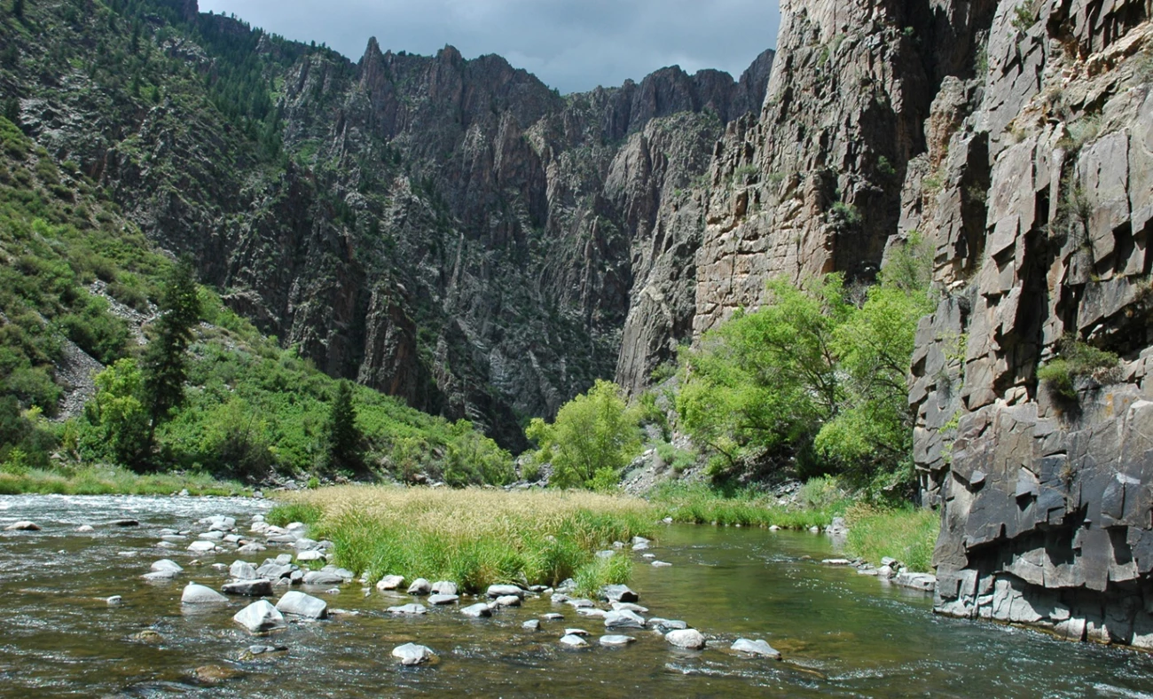 Invasive reed canarygrass spreads along the Gunnison River, shifting the balance of native vegetation in the canyon. River flowing between steep canyon walls with grasses and green vegetation along the bank.