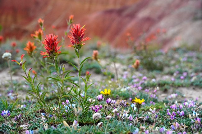 Endemic to Cedar Breaks and nearby areas, Reveal’s paintbrush thrives in exposed limestone soils. Reveal’s paintbrush blooming among other wildflowers on Claron limestone at Cedar Breaks