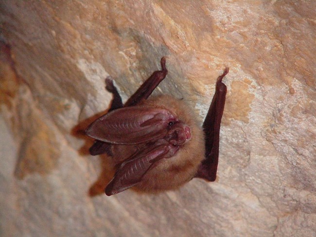 This cave offers seasonal shelter to the elusive Townsend’s big-eared bat. Townsend's big-eared bat clinging to a cave ceiling.