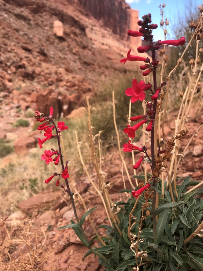 Utah beardtongue with red tubular flowers growing among red rocks